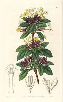 Parviflora: Small-flowered lankesteria, Lankesteria parviflora