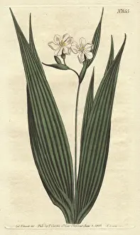 Cayenne: Small-flowered marica with white flowers, native