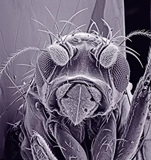 Musem: Small fly, species unknown