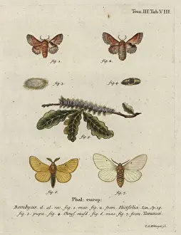 Silkworm: Small lappet and autumn silkworm moth