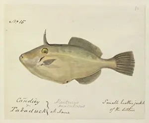 Ray Finned: Small leatherjacket illustration