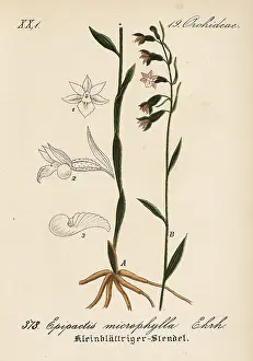 Microphylla: Small-leaved helleborine, Epipactis microphylla