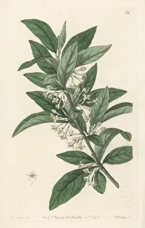 John Lindley: Small-leaved oleaster, Elaeagnus parvifolia