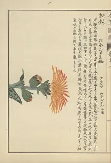 Entomologist: Small leaves and a large yellow flower atop