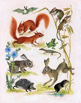 Esme: Small Mammals of the Countryside