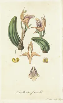 William Blackwood: Small maxillaria, Maxillaria parvula