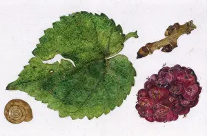 Helga Crouch: Small mulberry leaf and fruit