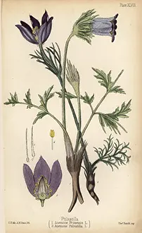 Homeopathy: Small pasque flower, Anemone pratensis 1 and