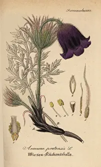 Pratensis: Small pasque flower, Anemone pratensis