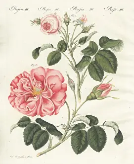 Centifolia: Small pink centifolia rose and Frankfort rose
