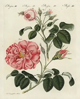 Centifolia: Small pink centifolia rose and Frankfort rose