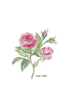 Gudgeon: Small Pink Roses