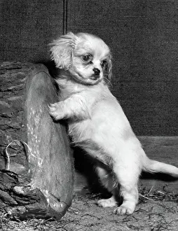 Hind: Small puppy
