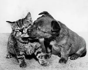 Lick: Small puppy licking tabby kitten