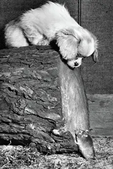 Fluffy: Small puppy looking down at a mouse
