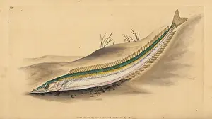 Ammodytes: Small sandeel, Ammodytes tobianus