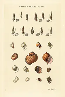Marshall And Co: Small sea shell varieties, Turbonilla, etc