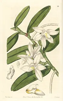 Calceolus: Small shoe-carrying thrixspermum orchid, Thrixspermum
