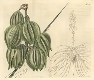Glauca: Small soapweed, Yucca glauca