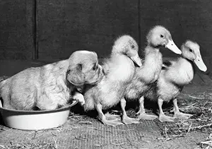 Fluffy: Small spaniel puppy with ducklings