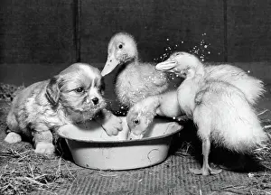 Fluffy: Small spaniel puppy with ducklings