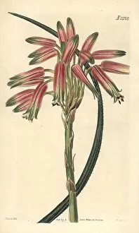 Aloe: Small-spined aloe, Aloe microcantha
