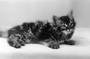 Tiny: SMALL TABBY KITTEN