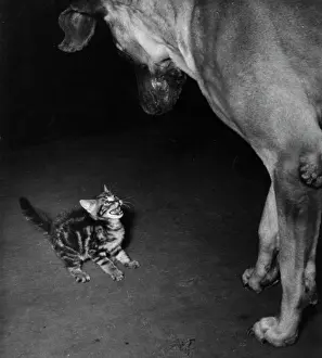 Challenging: Small tabby kitten challenges big dog