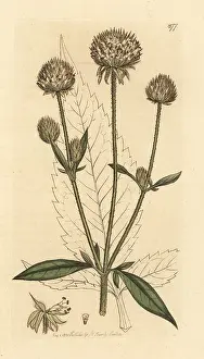 Teasel: Small teasel, Dipsacus pilosus