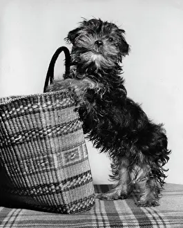 Small terrier dog with shopping basket