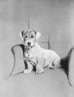 Interested: Small terrier sitting in a chair