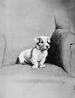 Interested: Small terrier sitting in a chair