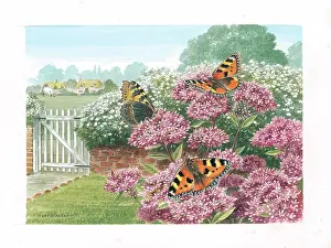 Tortoiseshell: Small Tortoiseshell butterflies on Marjoram