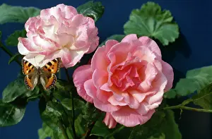 Tortoiseshell: Small Tortoiseshell Butterfly on Pink Roses
