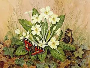 Tortoiseshell: Small Tortoiseshells on Primrose