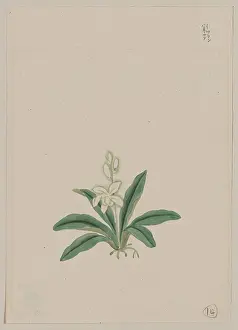 Fronds: Small white flower, possibly a gin-ran, on stem with long gr