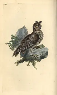 Pulchella: Smaller pencilled or Siberian eared owl, Strix pulchella