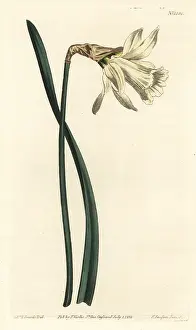 Subsp: Smaller white Spanish daffodil, Narcissus