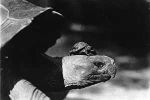 Tortoises: Smallest tortoise and the Largest tortoise in the New York