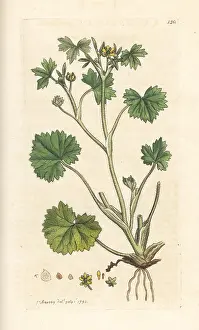 Ranunculus: Smallflower buttercup, Ranunculus parviflorus