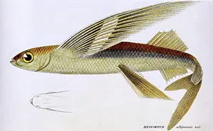Stretches: Smallhead Flying Fish