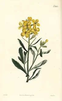 Minus: Smelly wallflower, Erysimum odoratum