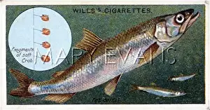 Smelt: SMELT WITH BAIT/1910