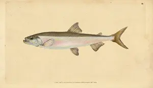 Smelt: Smelt, Osmerus eperlanus