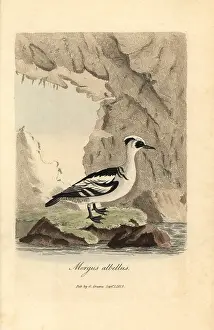 Albellus: Smew, Mergellus albellus