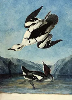 Albellus: Smew, Mergellus albellus