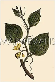 Sarsaparilla: SMILAX SARSAPARILLA