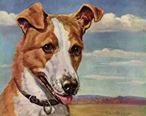 Canines: Smiling Dog