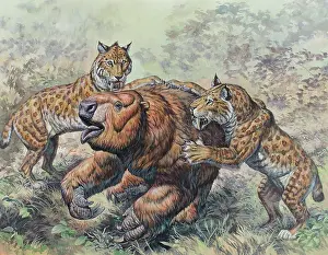 Gouache: Smilodon dirk-toothed cats attacking a Glossotherium