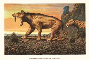 F. John: Smilodon pupulator, extinct saber-toothed tiger